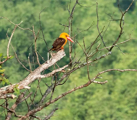 Bird_Sanctury